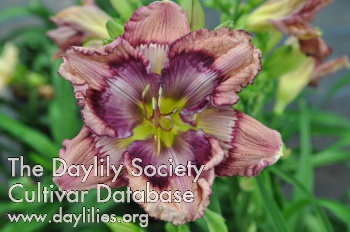 Daylily Center of the Universe